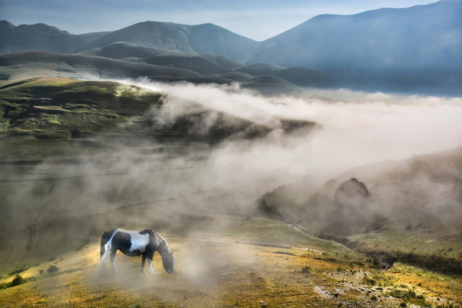 Туристическая лошадь