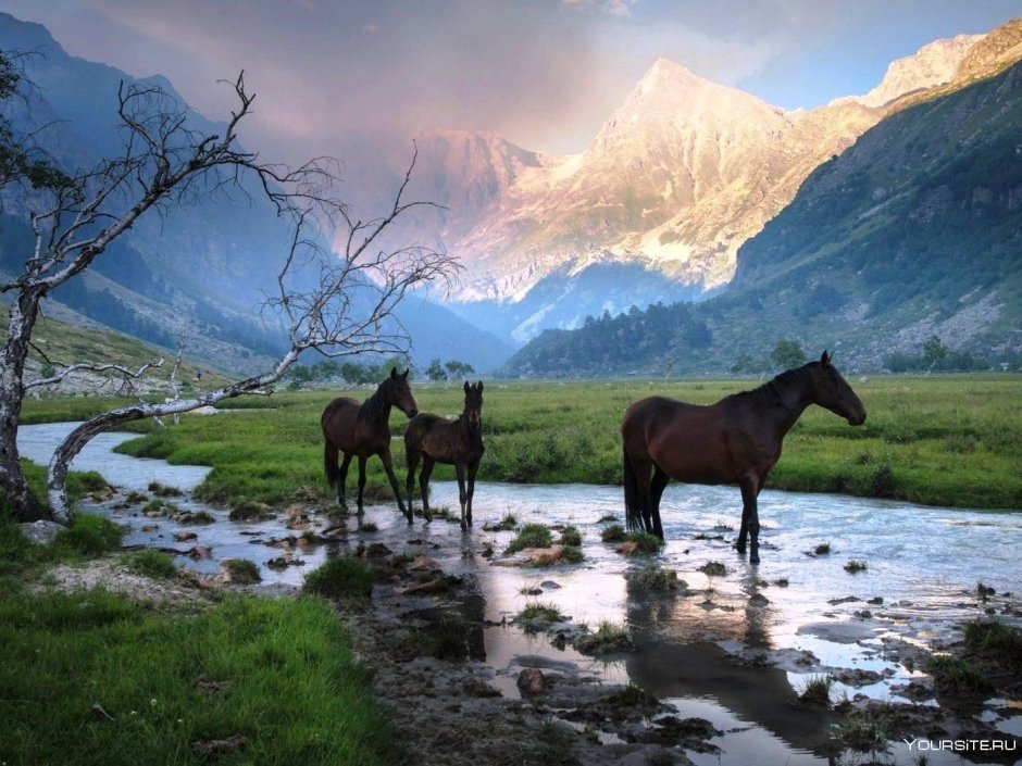 Горный джайлоо Алтай