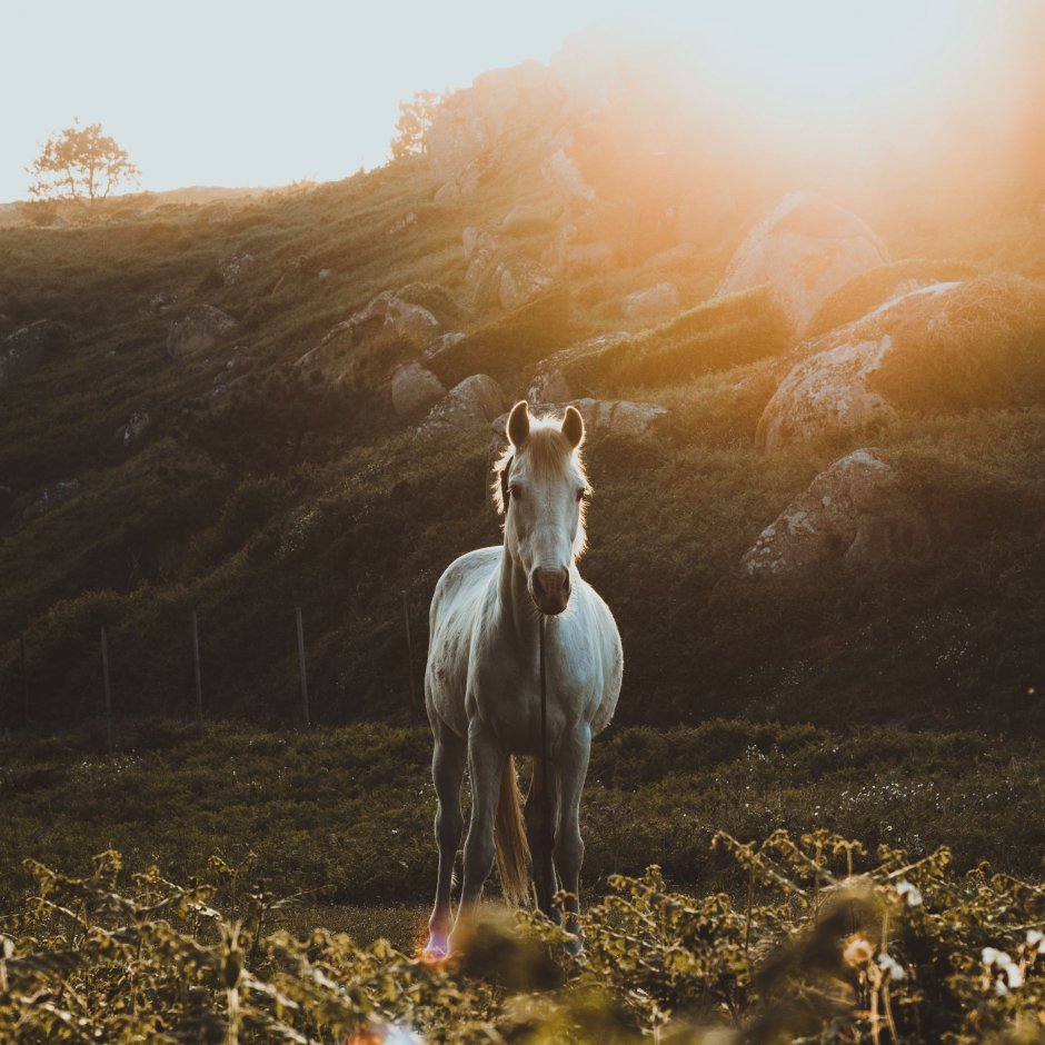 Лошади в поле Эстетика