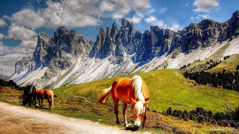 Лошади в горах