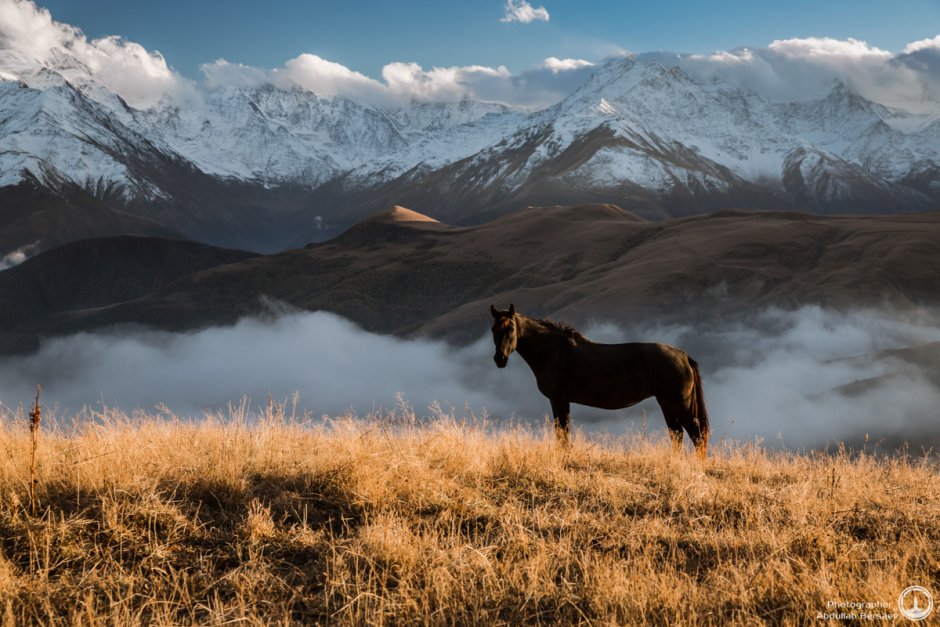 Алтай Кучерлинское озеро лошади