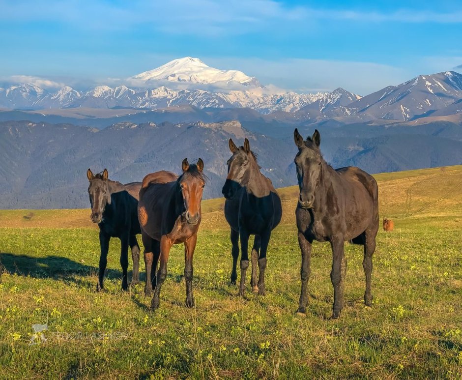 Алтай Кучерлинское озеро лошади
