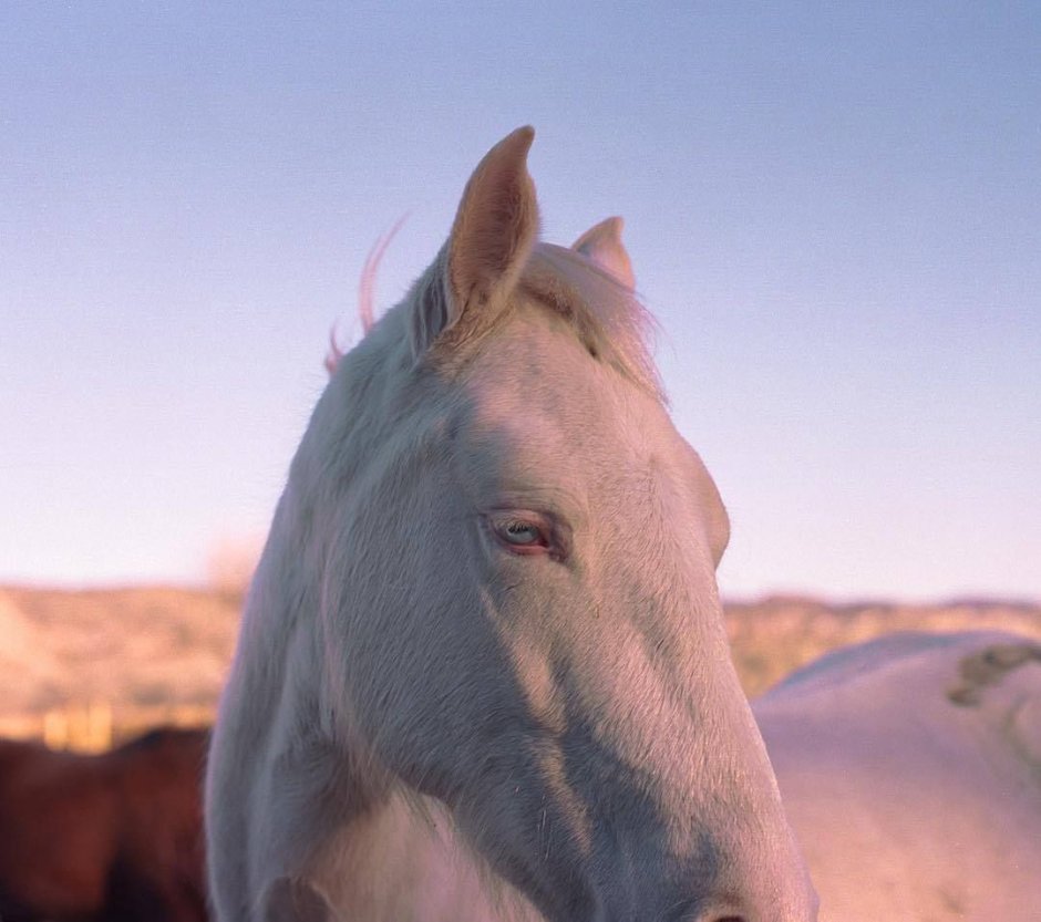 Кабардинская порода Шагди