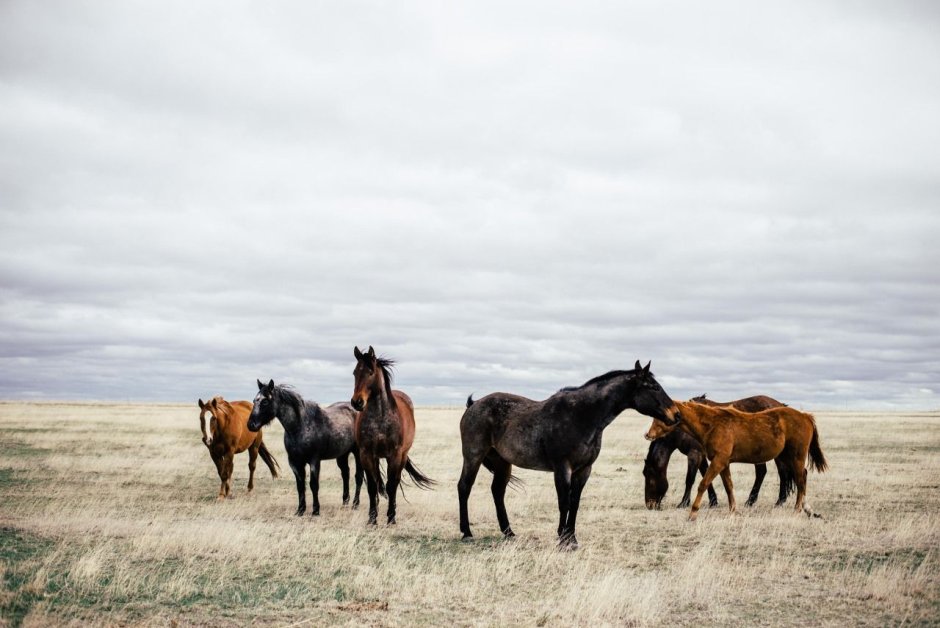 Лошади Эстетика