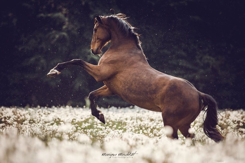 Природа горы лошади