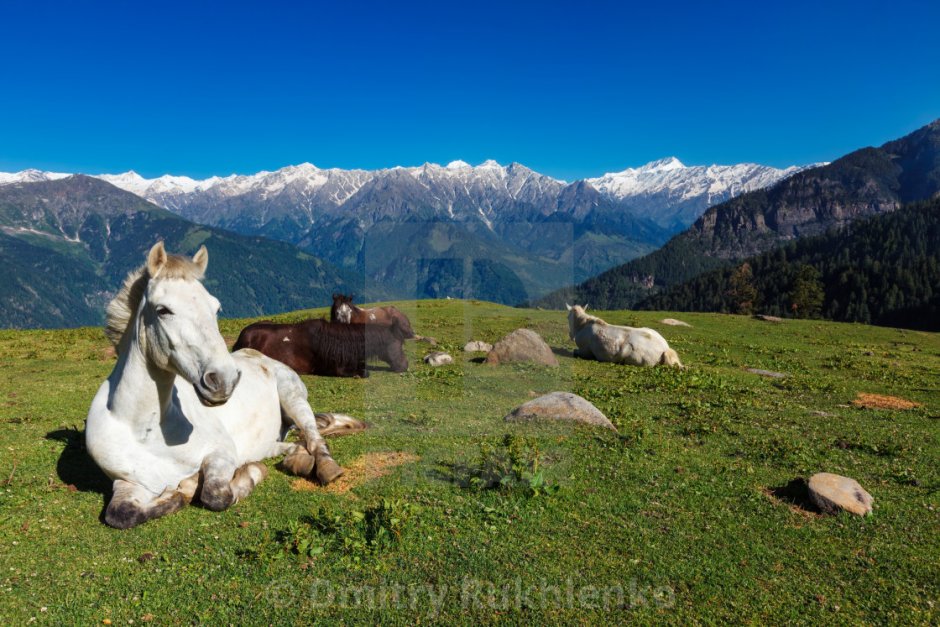 Белая лошадь на фоне гор