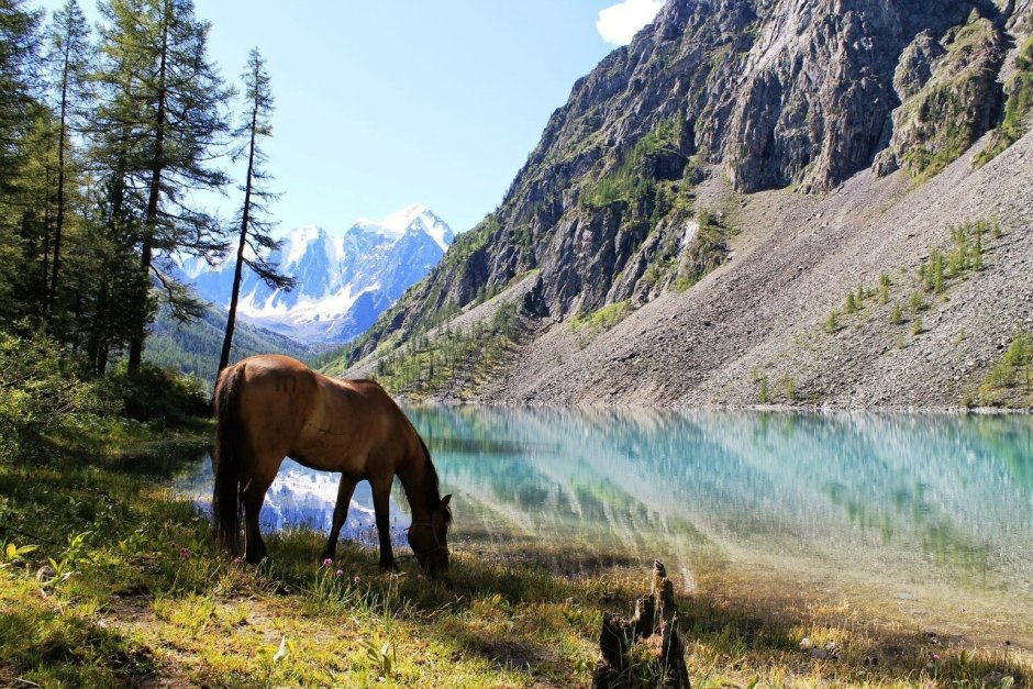 Животные горы Белуха