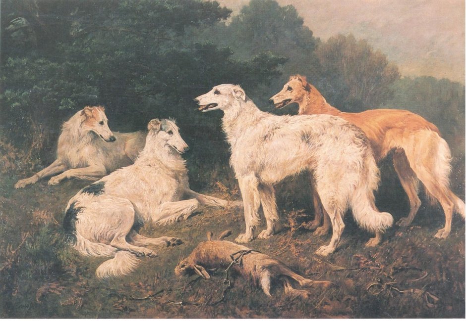 Русская псовая борзая на охоте