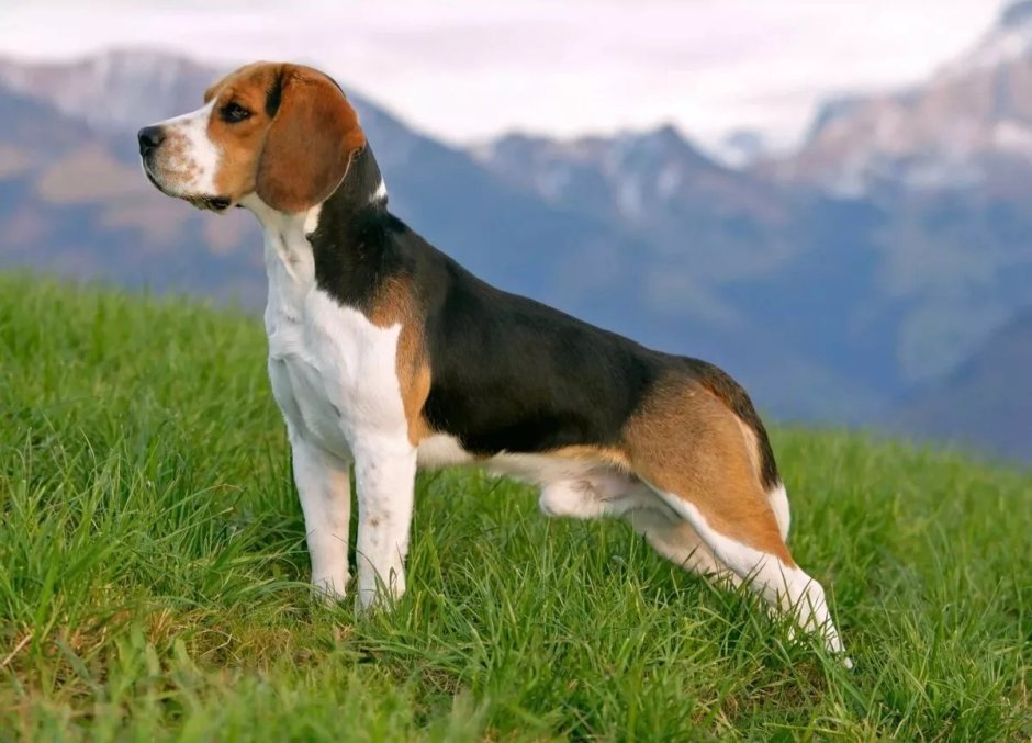 Французский Бигль харьер