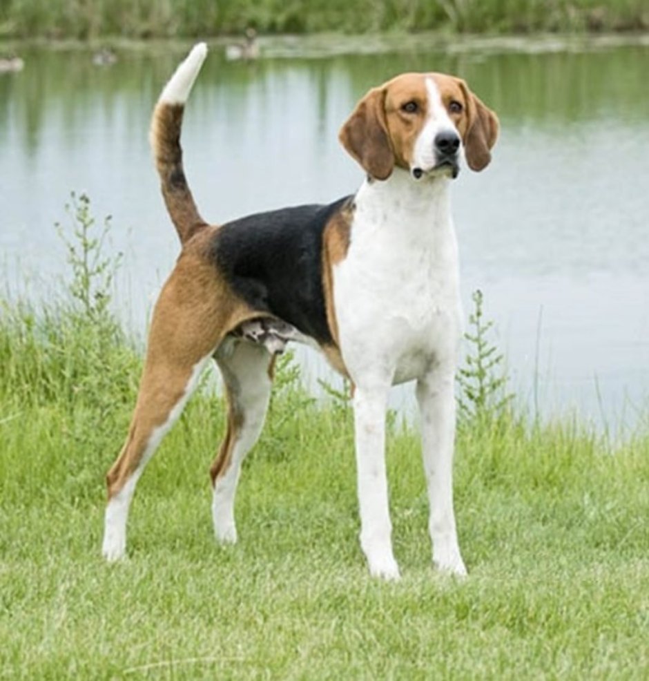 Русская псовая борзая Царская