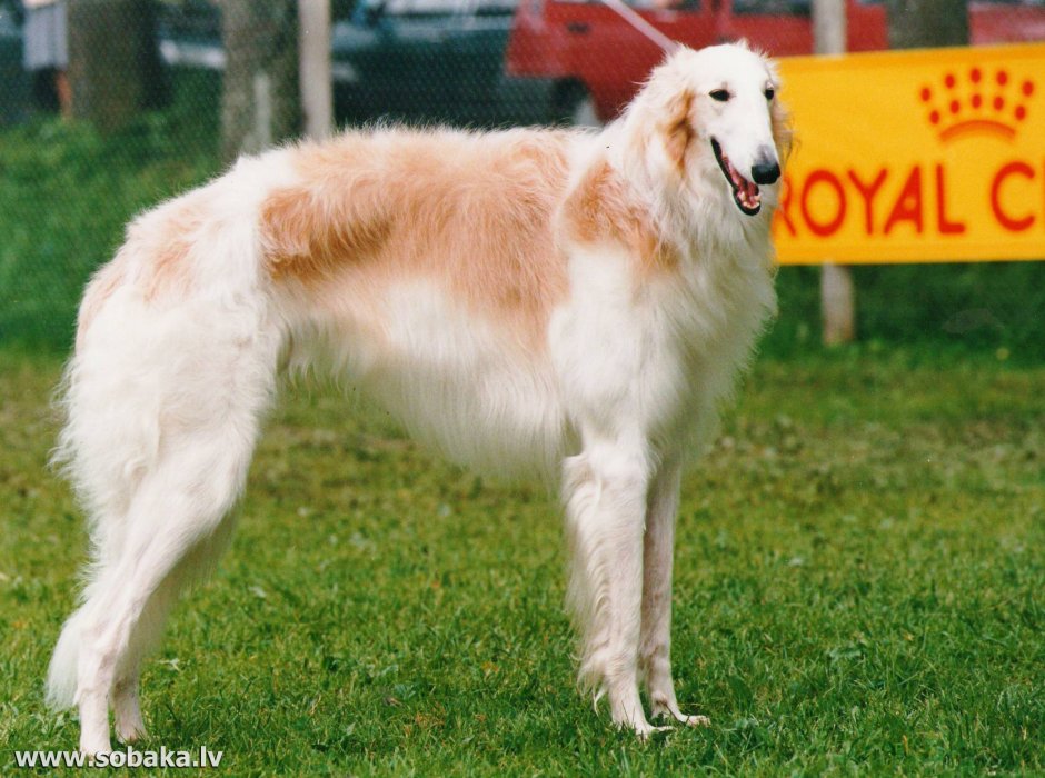 Охотничьи собаки на охоте