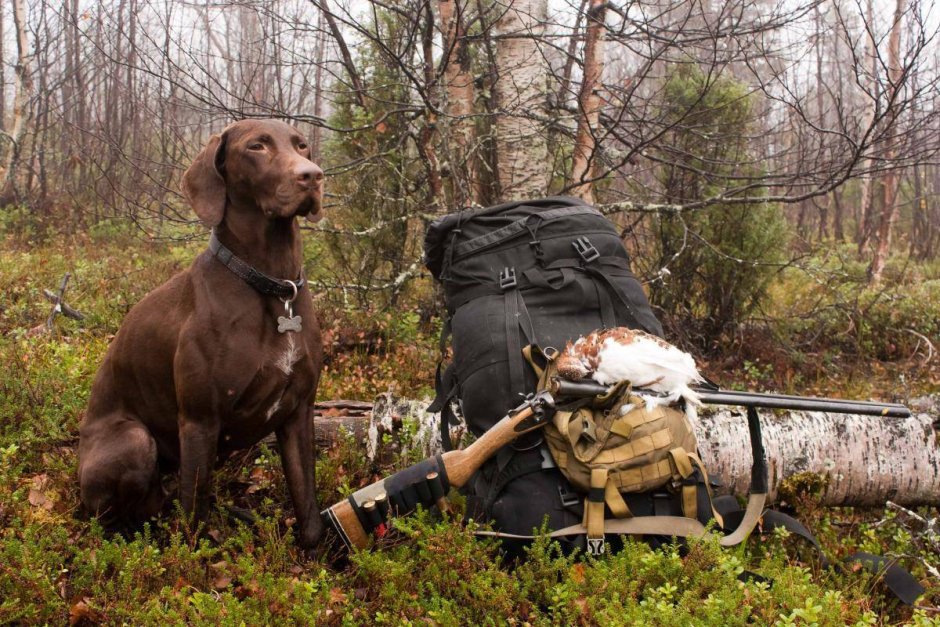 Голубой Овернский бракк
