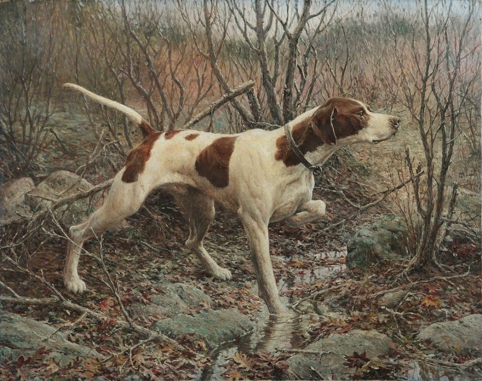 Салюки древняя порода собак