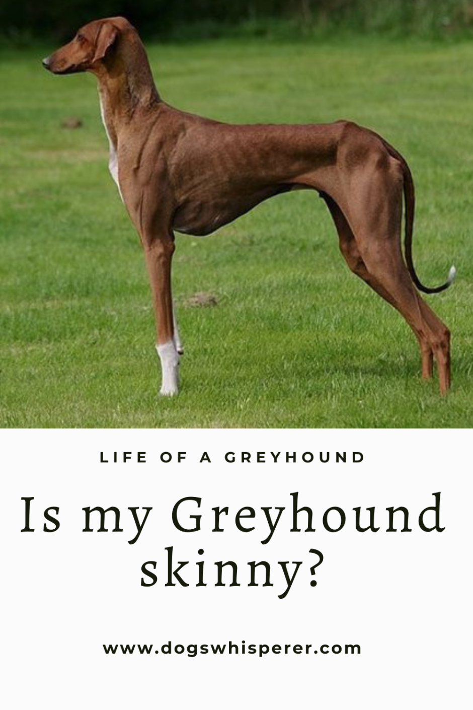 Художник охотничьи собаки 19 века Conradijn