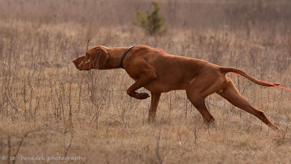 Охотничьи собаки королей