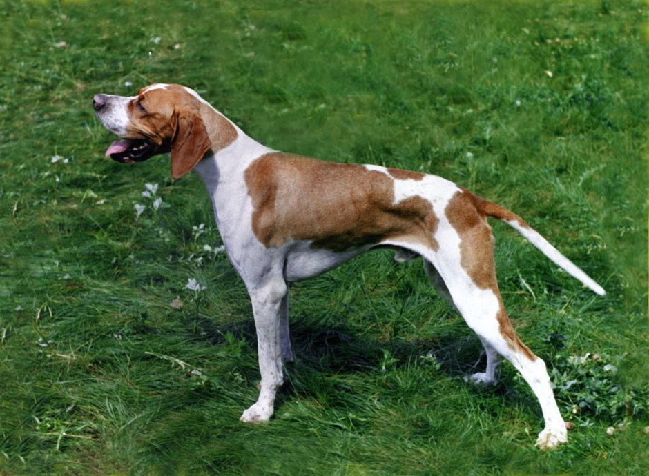 Ретривера лабрадора охотничьи