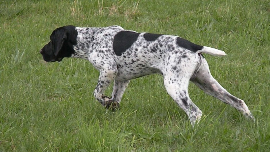 Пойнтер Курцхаар черный