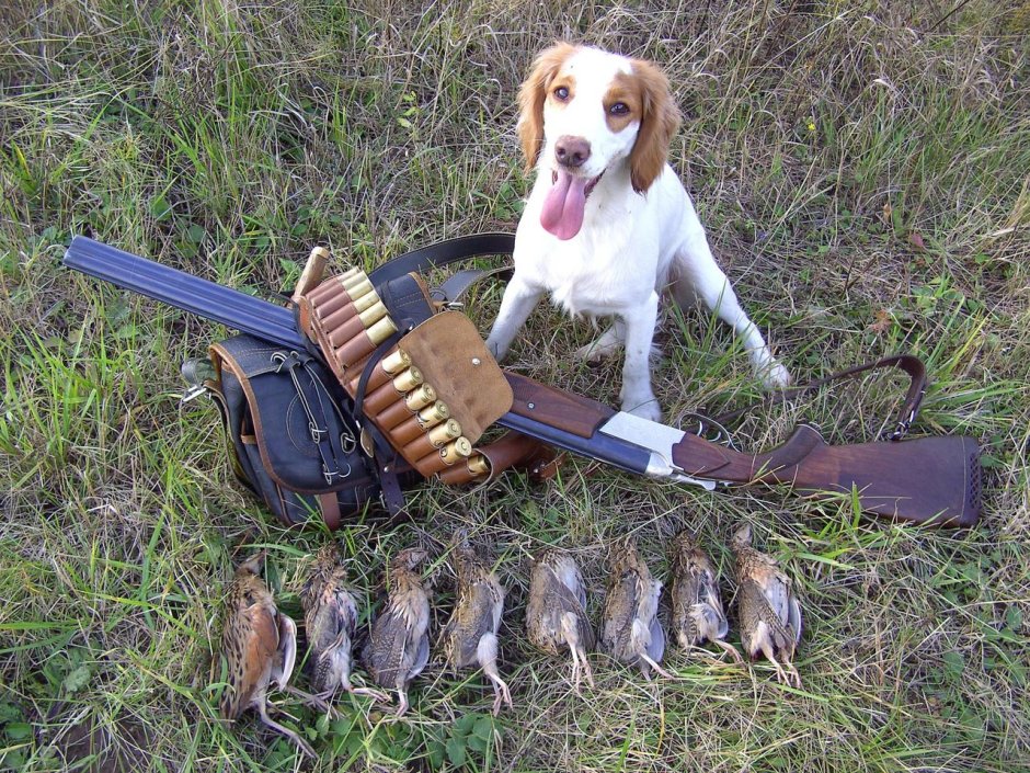 Охотничьи собаки на охоте