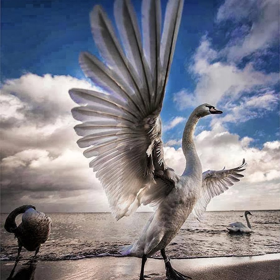 Птица сложила Крылья