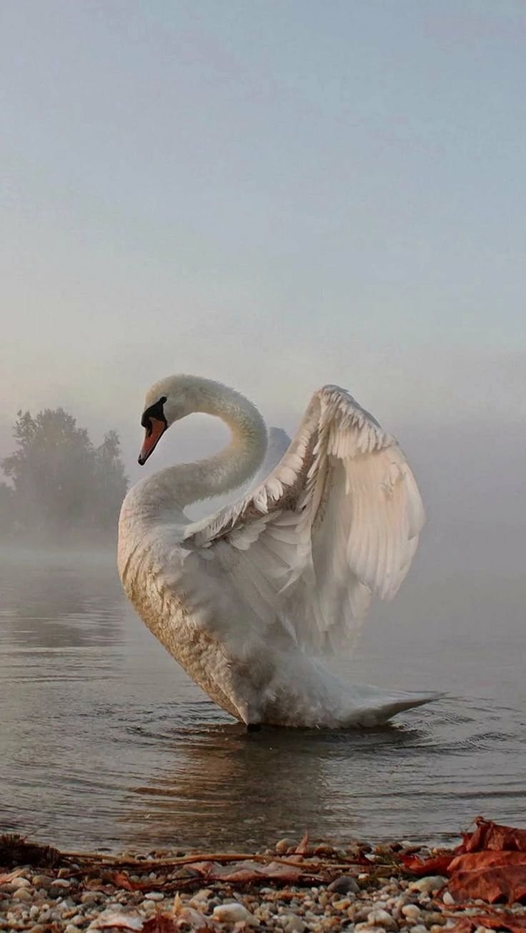 Лебеди летят