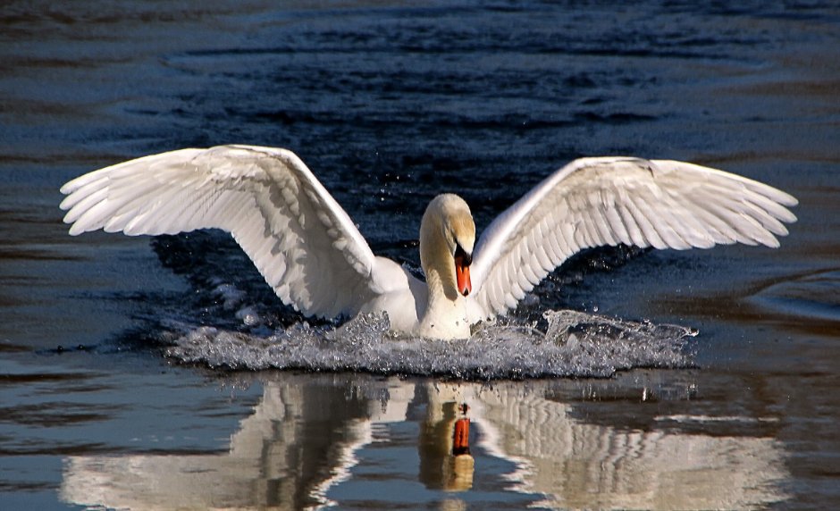 Лебедь с расправленными крыльями