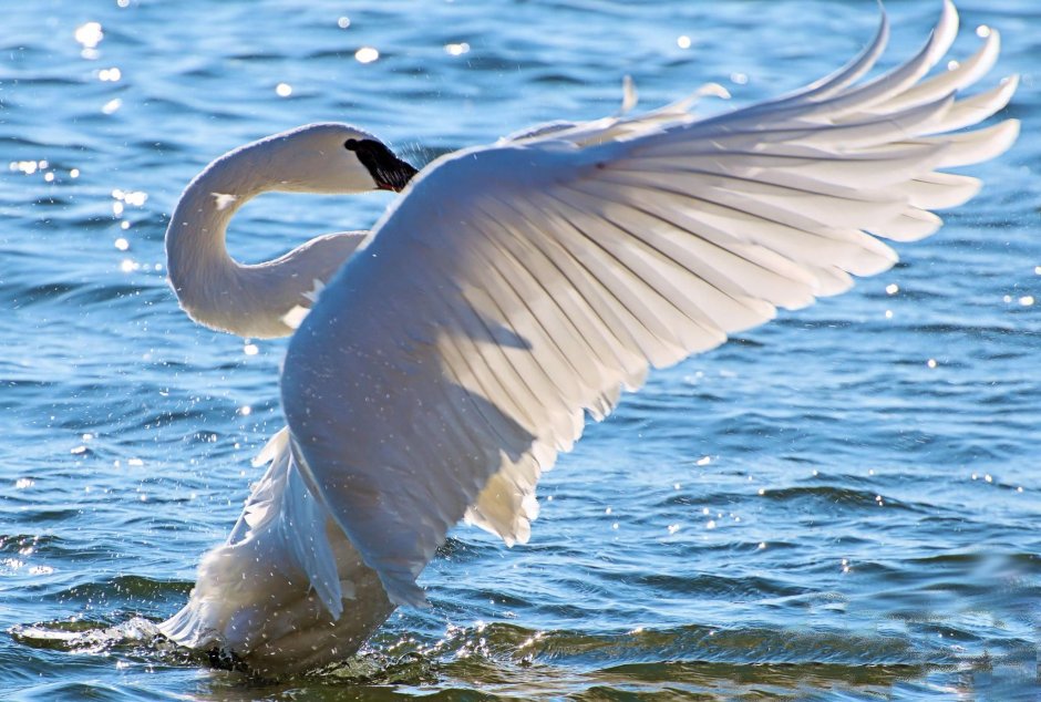 Лебедь с расправленными крыльями