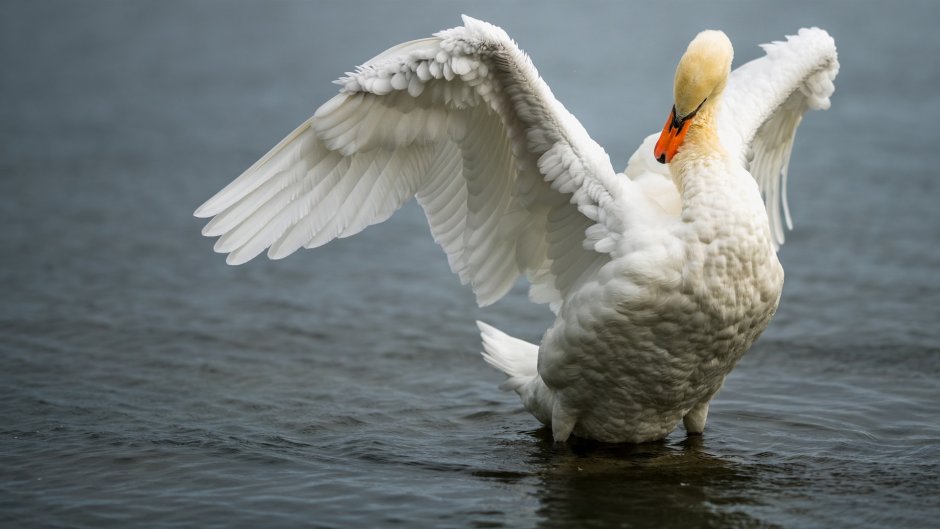 Белый лебедь расправил Крылья