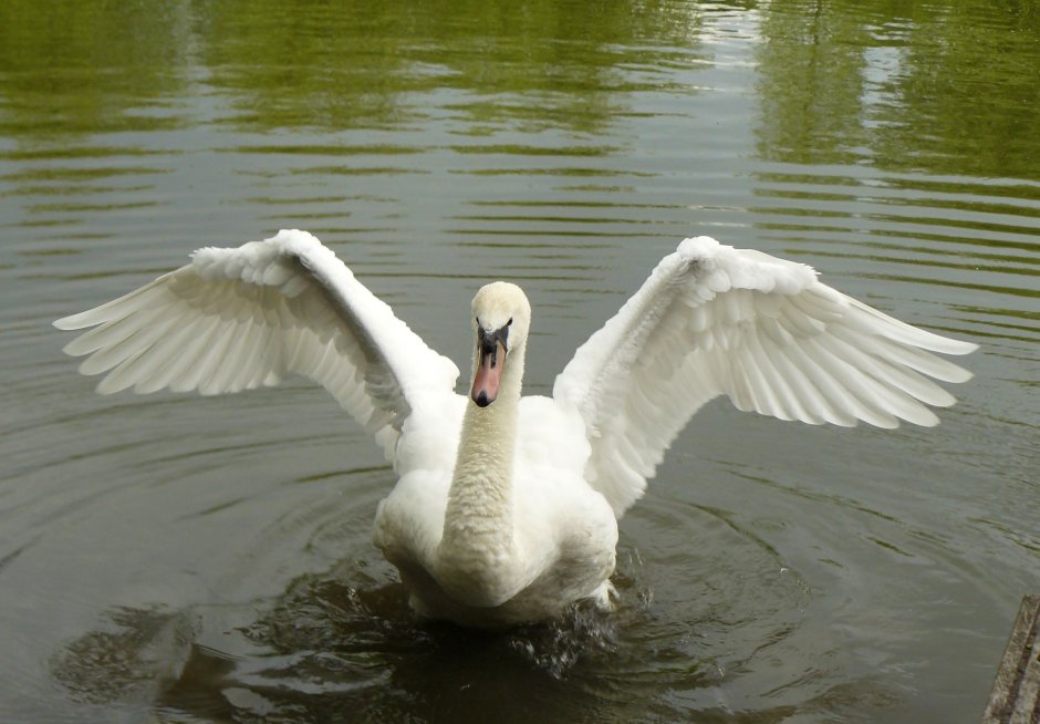 Лебедь раскрыл Крылья