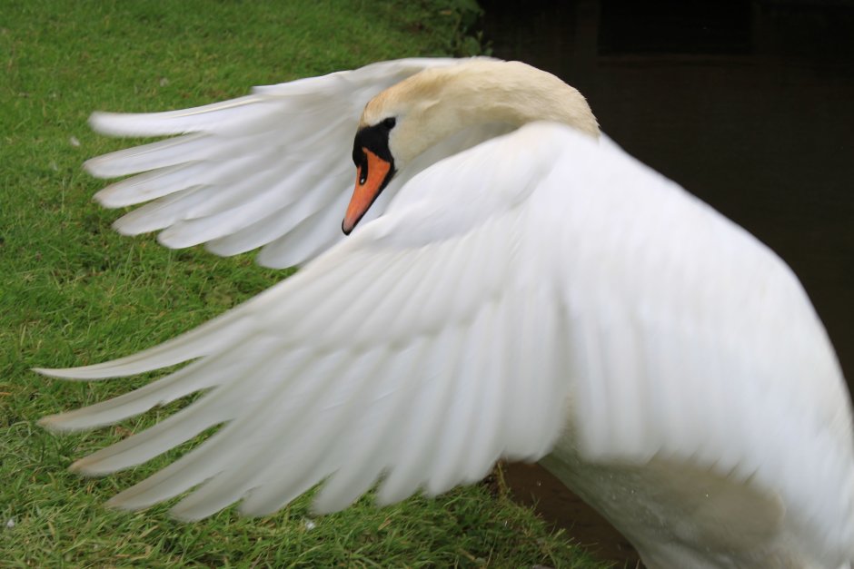 Лебедь фото