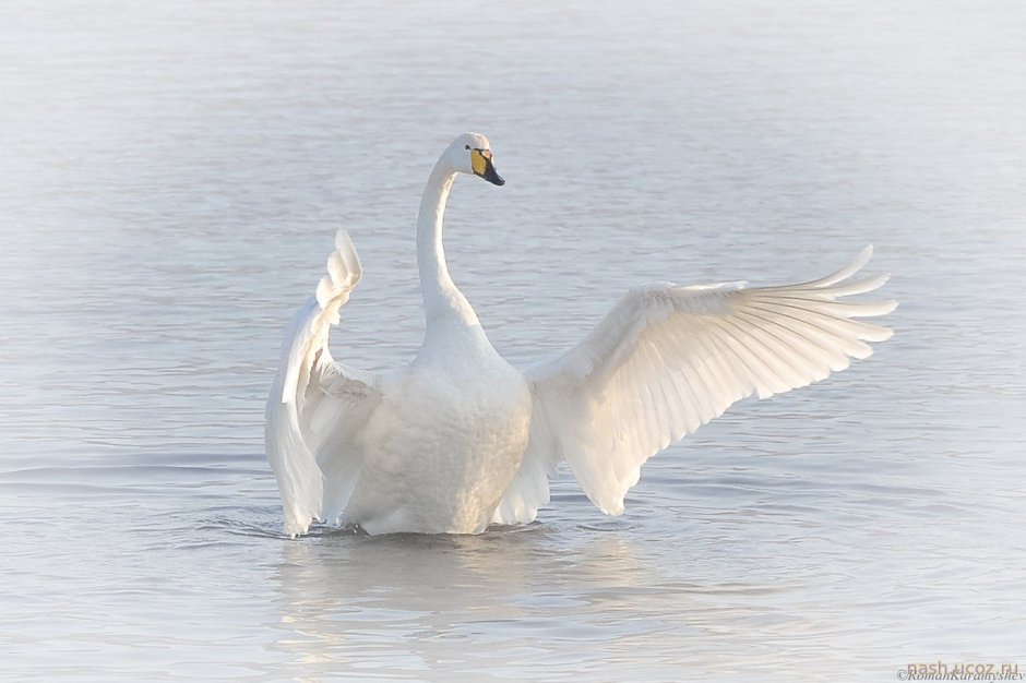 Крылья лебедя