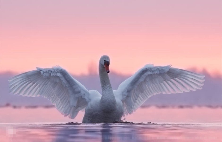 Лебедь шипун расправил Крылья