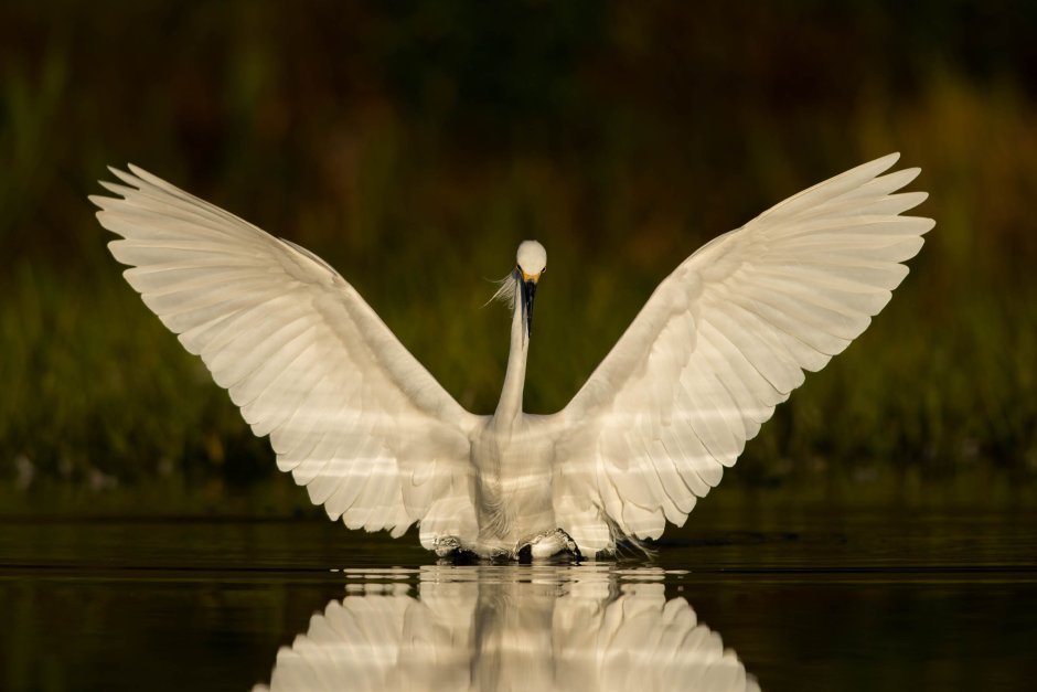 Крылья лебедя сложенные