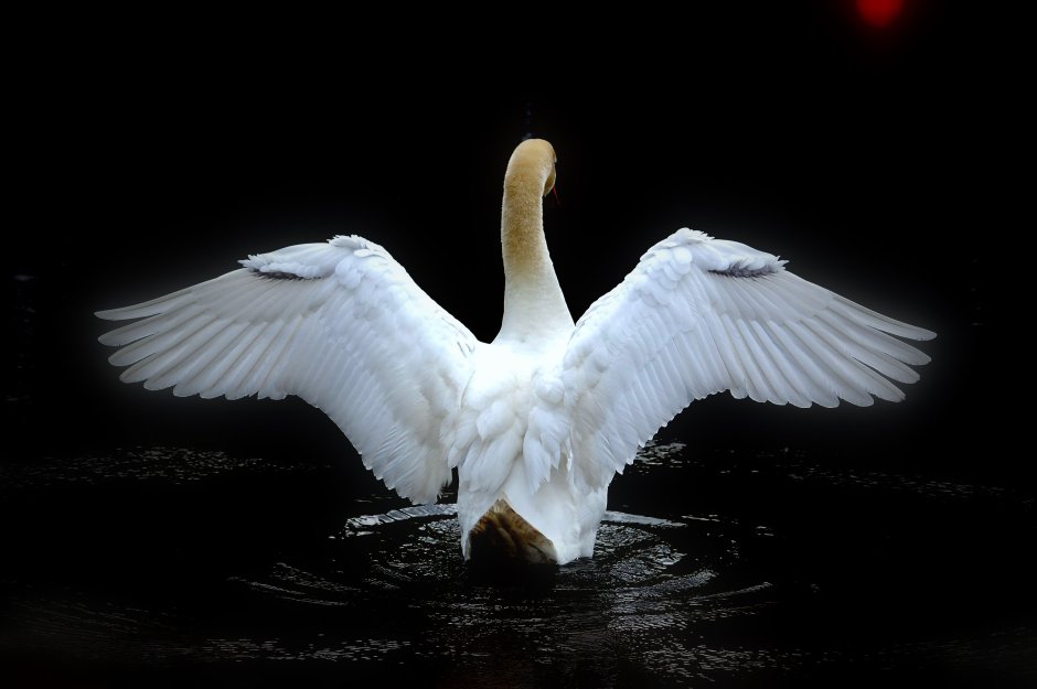 Лебеди обнимаются