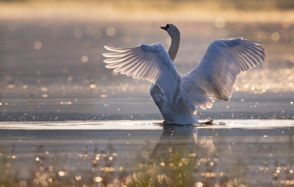 Крылья лебедя