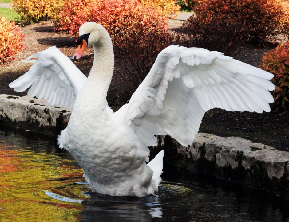 Лебедь шипун полёт