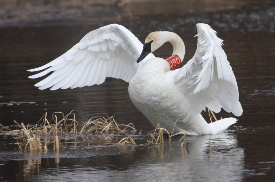 Грациозность лебедей