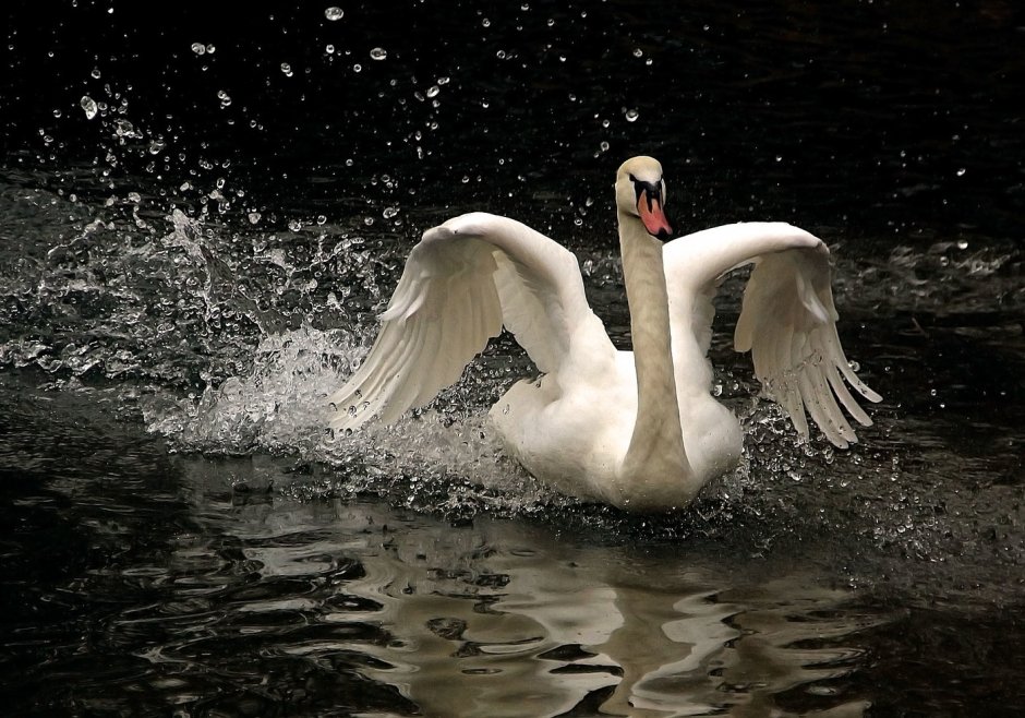 Крылья лебедя