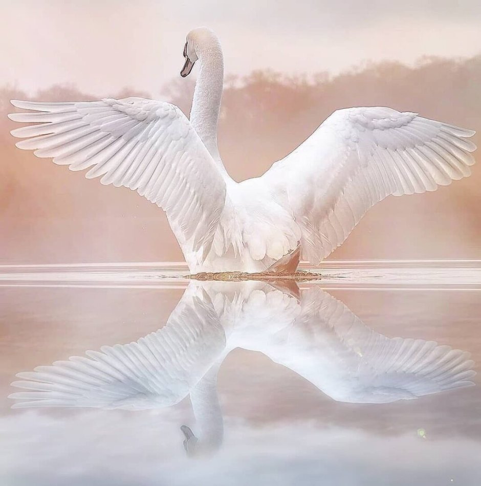 Черный лебедь Крылья