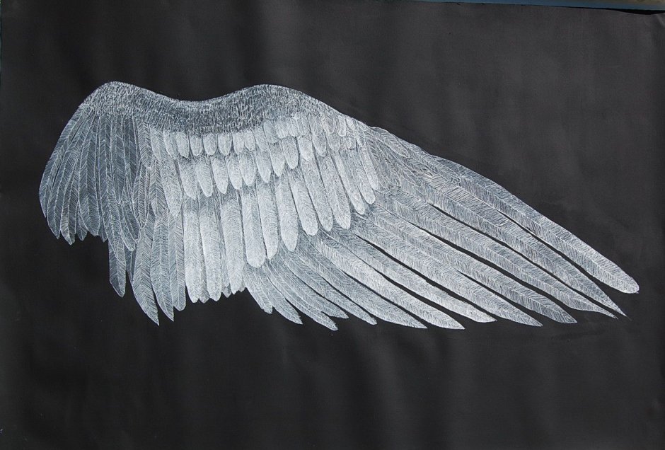 Птица с большими крыльями