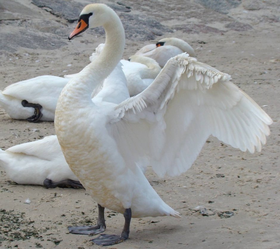 Лебедь с раскрытыми крыльями бешеный