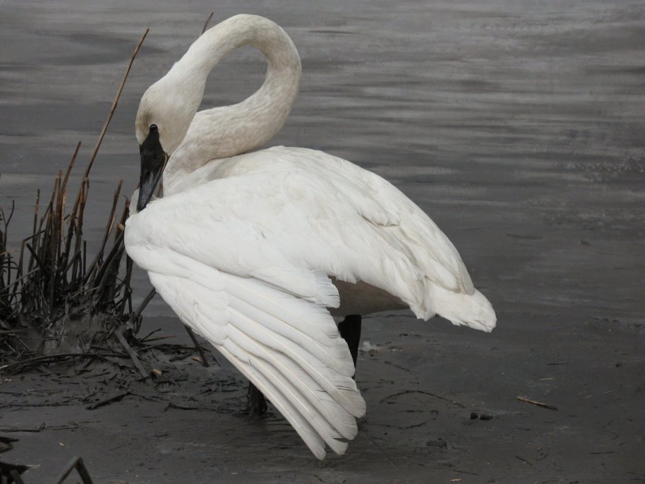 Белый лебедь