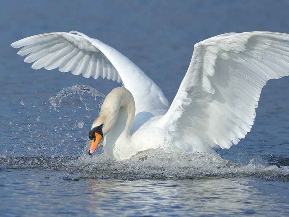 Птичьи Крылья