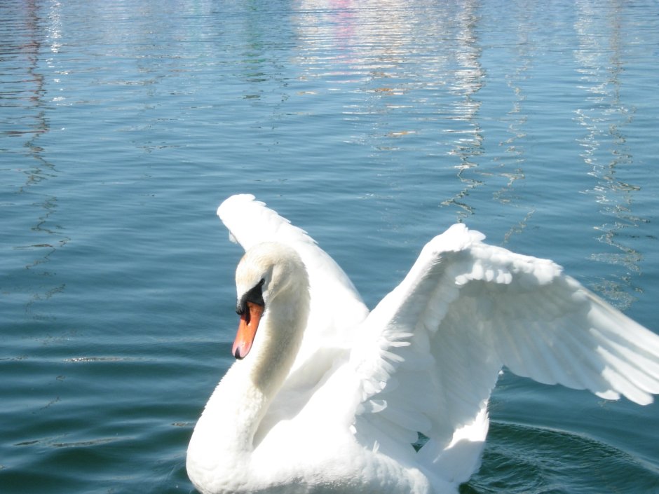 Под крылом птицы