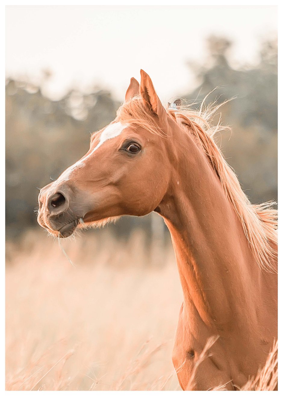 Лошадь с боку