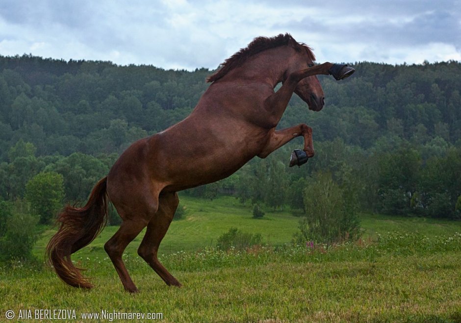 Конь бьет копытом