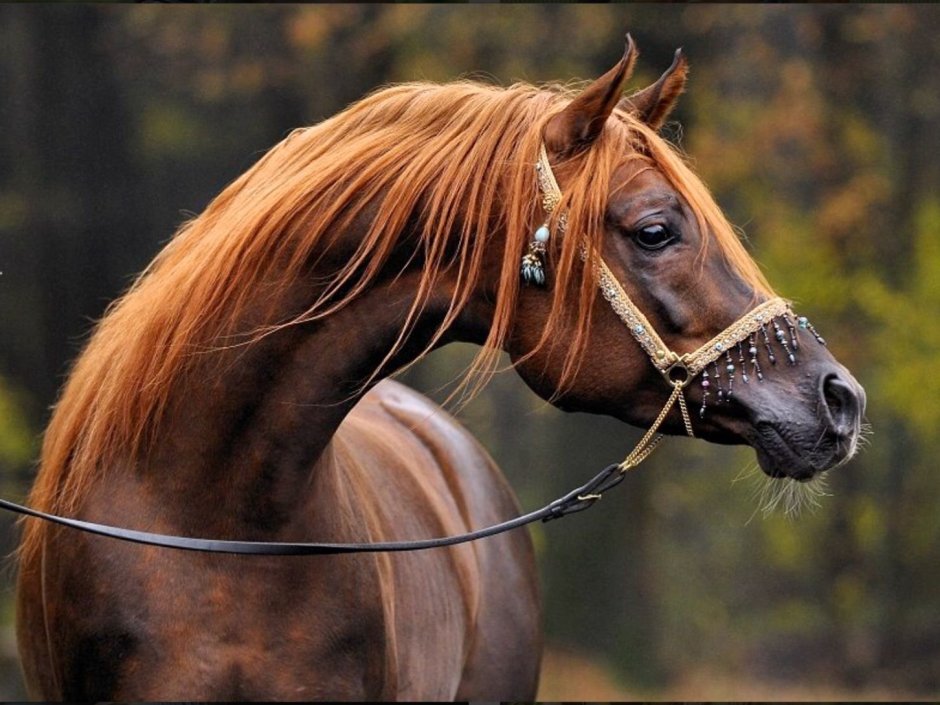 Андалузская лошадь рыжая