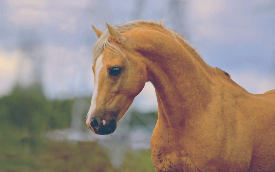 Красивая голова лошади