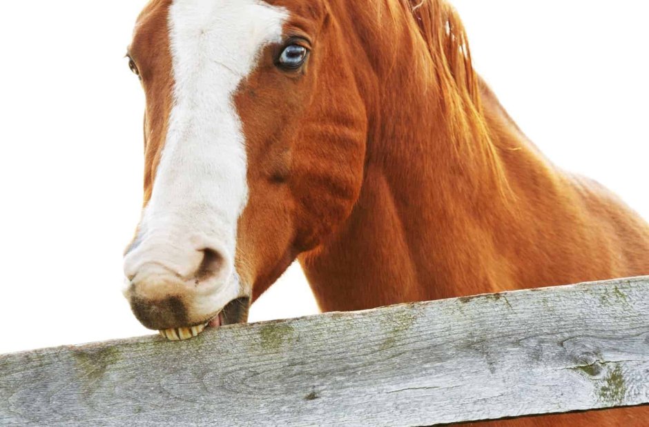 Лошадь кушает на белом фоне