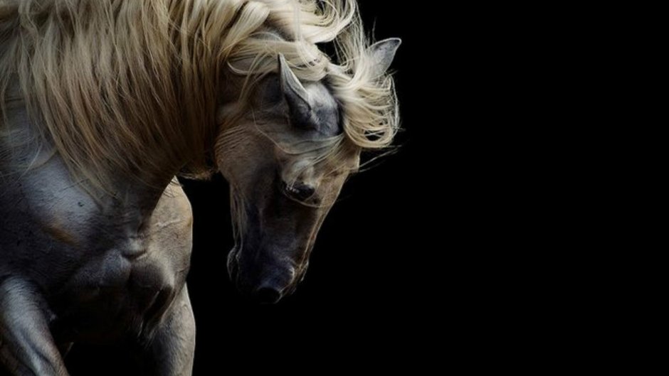 Белый конь на черном фоне