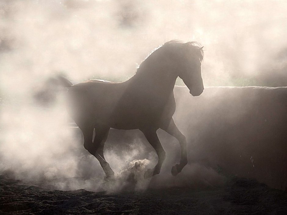 Лошадь в тумане